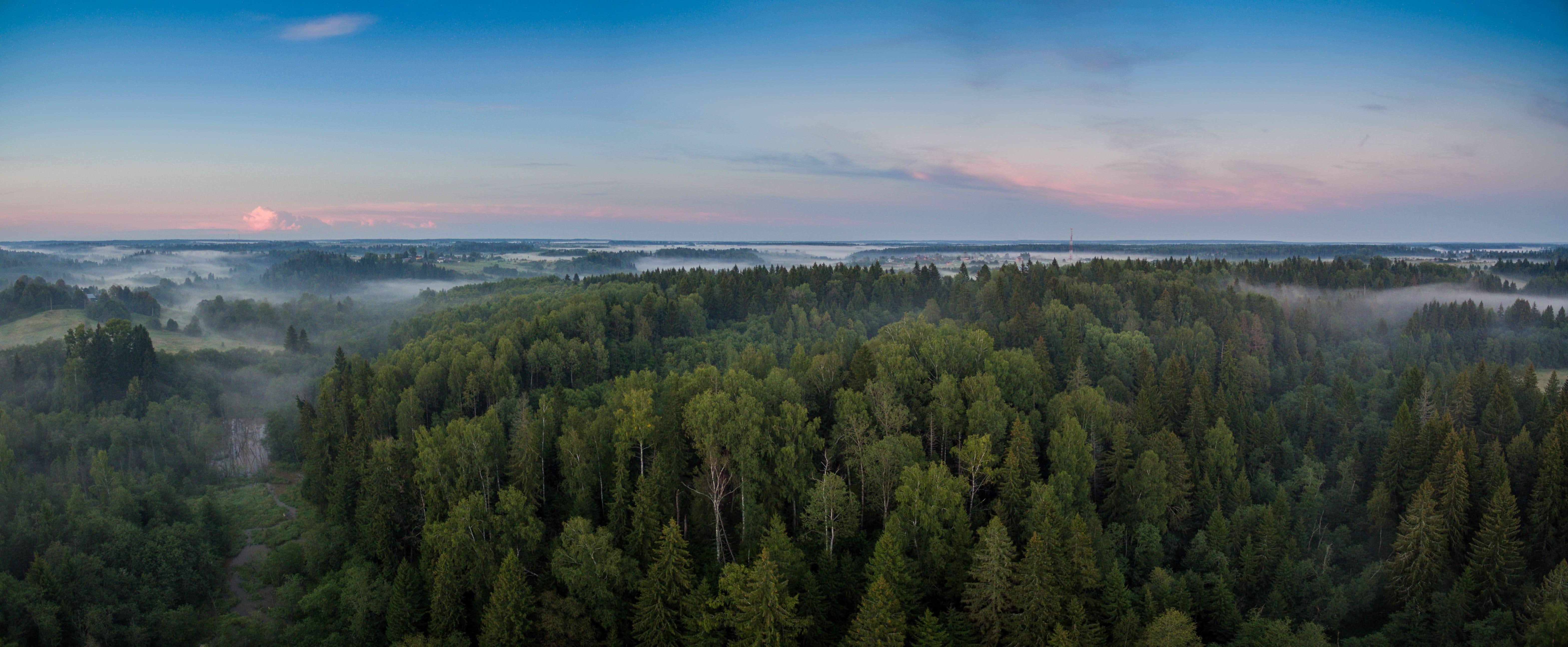 Панорамные фото леса. Вид на лес панорама. Сибирский лес панорама. Панорама кромка леса. Панорамные виды лесов.